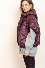 Deblon |  Padded bodywarmer Stevie | bordeaux | Picture 5